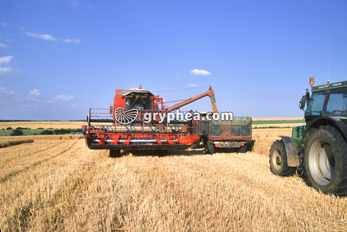 Moissonneuse déversant les grains de blé dans une remorque - gryphea.com